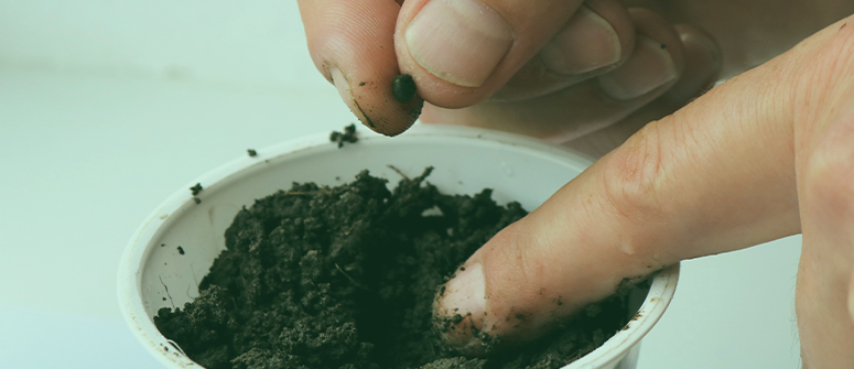 How to germinate cannabis seeds directly in the medium